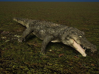 野生森林凶猛肉食性鳄鱼模型3d模型