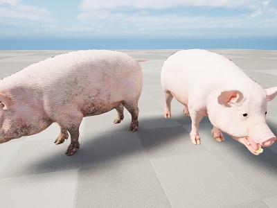 家禽动物猪模型3d模型