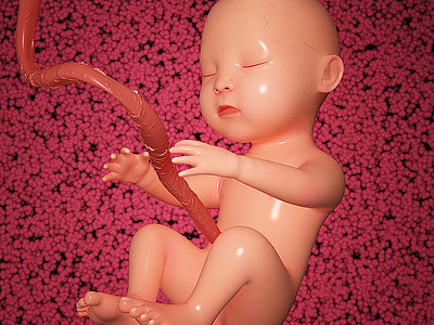 胎儿模型3d模型