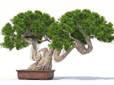 3d中式迎客松盆栽模型