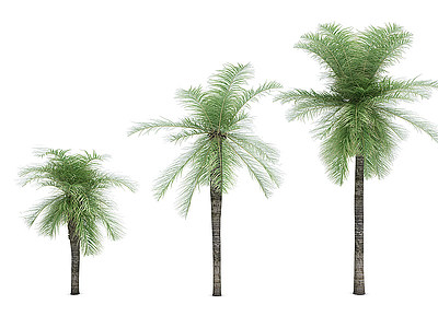 3d<font class='myIsRed'>热带植物树</font>模型