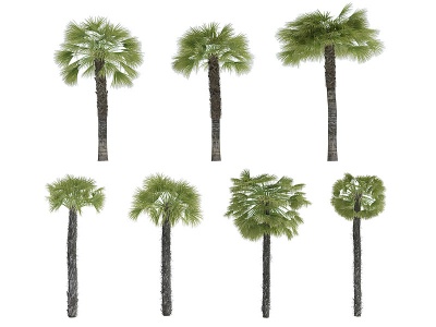 3d<font class='myIsRed'>热带植物</font>树模型