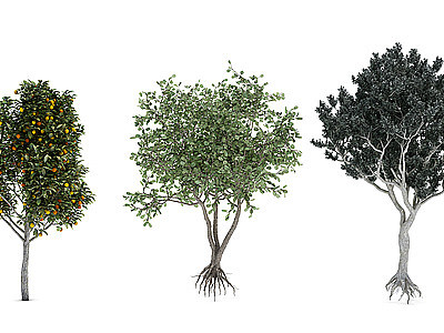 植物树木大树模型