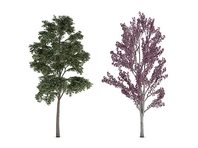 3d植物树木大树模型