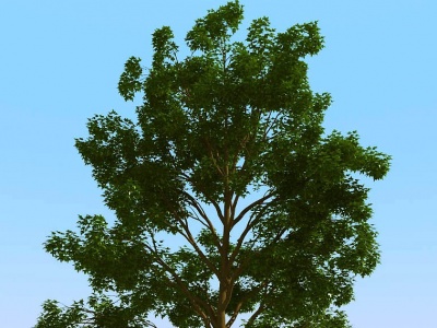 现代景观树矮树模型3d模型