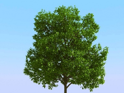 3d现代<font class='myIsRed'>景观植物</font>树模型