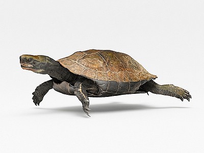 乌龟模型3d模型