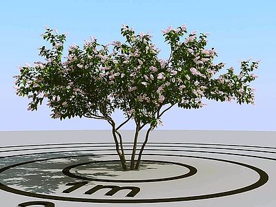 景观树开花的树春天树3d模型