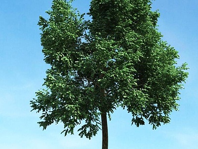 夏季树景观树模型