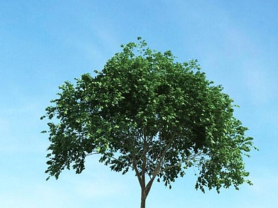 夏季树景观树模型