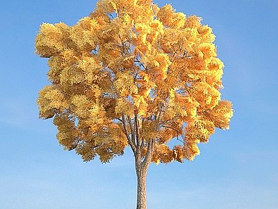 3d秋季黄树叶景观树模型