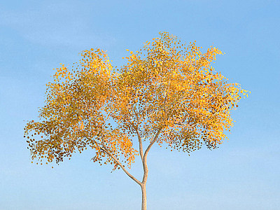 现代秋季黄树叶景观树,模型