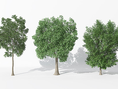3d<font class='myIsRed'>现代景观树</font>模型