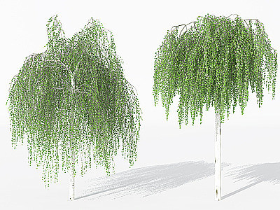 3d景观树柳树模型