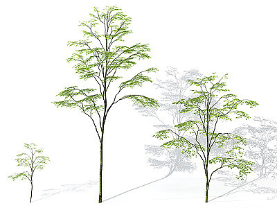 现代景观植物树3d模型