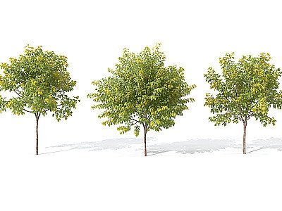 3d景观<font class='myIsRed'>植物树</font>模型