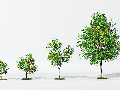 树橘子树模型3d模型