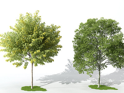 景观植物树模型