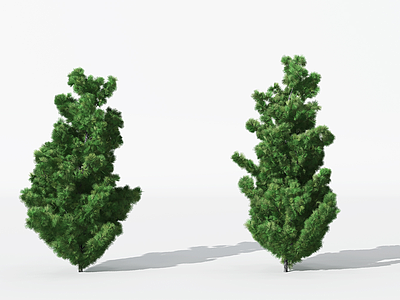 3d景观植物树松柏树<font class='myIsRed'>针叶</font>植物模型