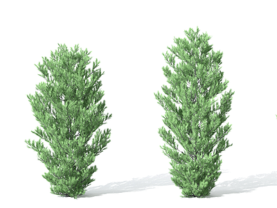 3d景观植物树松柏树针叶植物模型