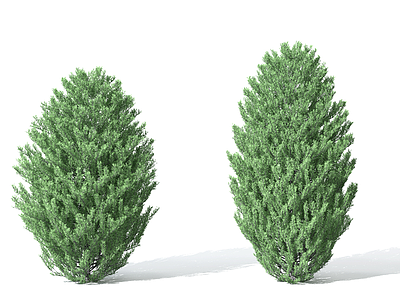 3d景观植物树松柏树针叶植模型