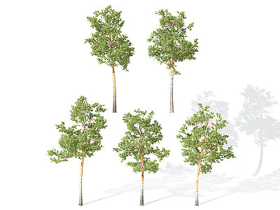 3d现代景观<font class='myIsRed'>植物树</font>松树模型