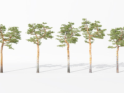 3d景观植物树松树<font class='myIsRed'>针叶</font>植物模型