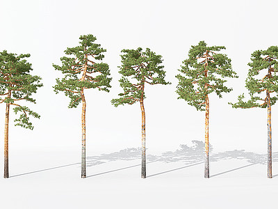 3d<font class='myIsRed'>景观植物</font>树松树针叶植物模型