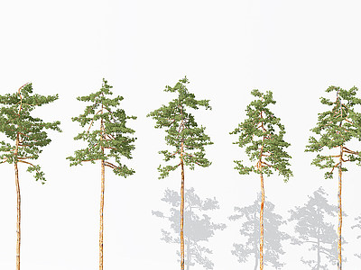 3d景观植物树松树<font class='myIsRed'>针叶</font>植物模型