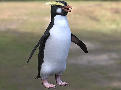 3d黄眉企鹅峡湾企鹅凤冠企鹅模型