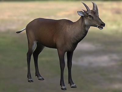 3d马氏武角鹿霍氏鹿动物模型