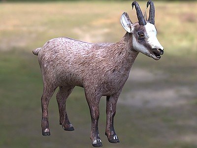 岩羚羊臆羚牛科臆羚属动物模型3d模型