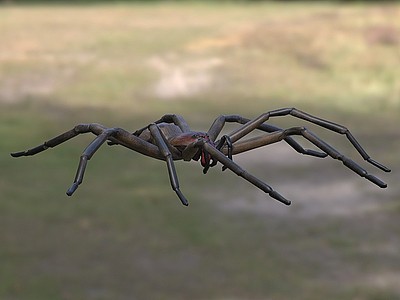 3d红牙流浪蜘蛛生物动物模型