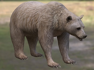 叙利亚棕熊模型