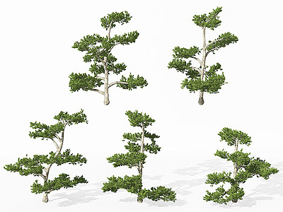 景观植物松树模型3d模型