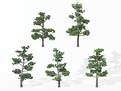 3d景观植物松树模型
