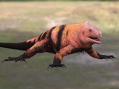 3d加拉巴戈海鬣蜥鬣蜥科动物模型
