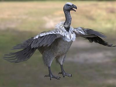 南非兀鹫鹰科兀鹫鸟类模型