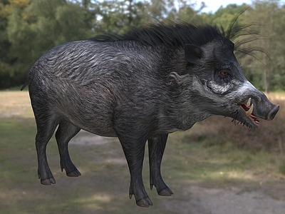 米沙鄢野猪模型