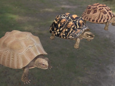 豹纹陆龟模型