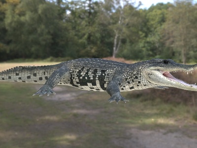 3d墨西哥鳄鱼模型