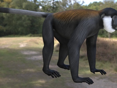 3d黑脸白腮猴动物模型