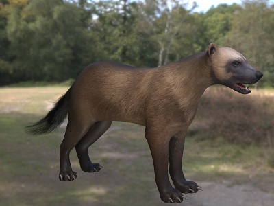 3d艾克猛獾动物模型