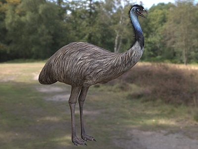3d鸸鹋澳洲鸵鸟模型