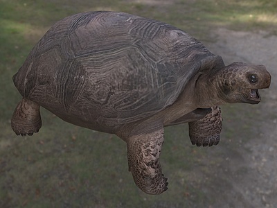 哥法地鼠龟3d模型