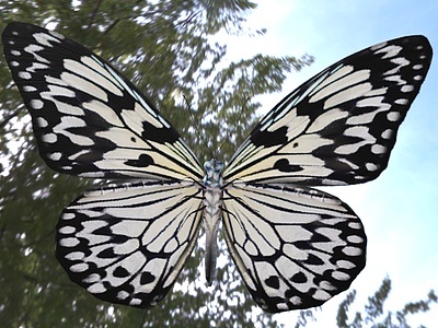 蝴蝶昆虫生物动物模型
