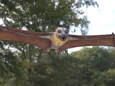 灰头狐蝠蝙蝠动物模型