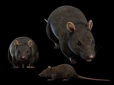 老鼠过街老鼠精细老鼠3d模型