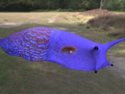 喀尔巴阡山蓝蛞蝓生物模型3d模型
