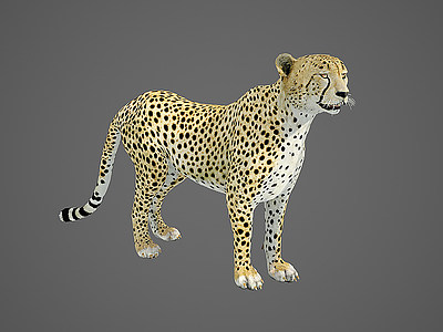 3d豹子模型